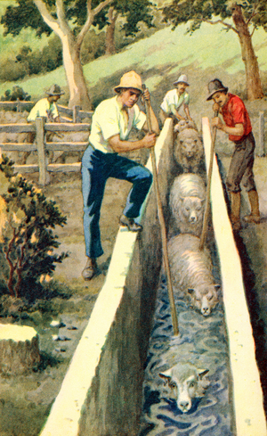 Plunge dipping sheep in New Zealand, c.1935 (print)