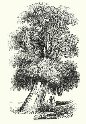 Dictionary: Mahogany, in Botany (engraving)