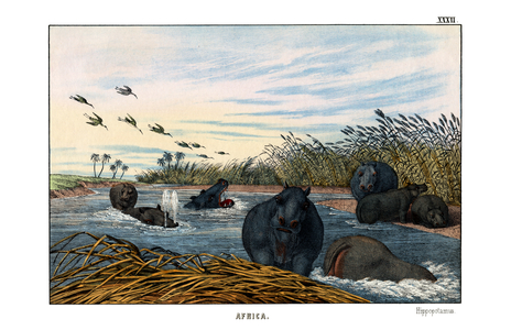 Hippopotamus, 1860 (colour litho)