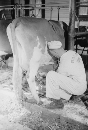 Adjusting milking machine, Dakota County, Minnesota, 1939 (b/w photo)
