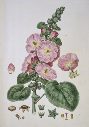 Alcea rosea