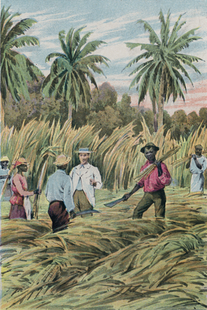 A sugar plantation (colour litho)