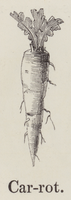 Carrot (engraving)
