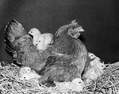 Hen with its chicks