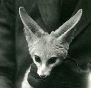 A Fennec Fox is held, around the neck, by a gloved keeper, 1924 (b/w photo)