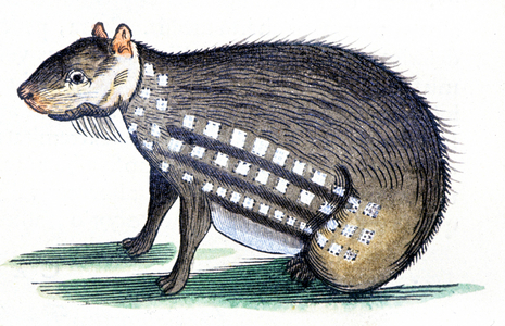 A paca, 1648 (engraving)