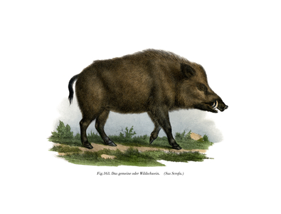 Wild Boar, 1860 (colour litho)