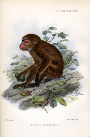 Rufous Macaque (print)