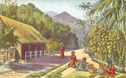 Scene in a cocoa plantation (colour litho)
