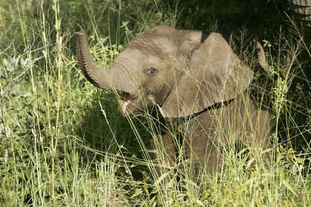South Africa, Africa (photo)
