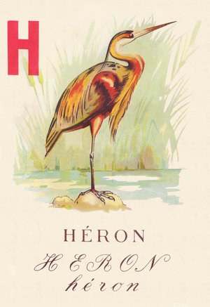 ABC The Heron Birds, 1945 (illustration)