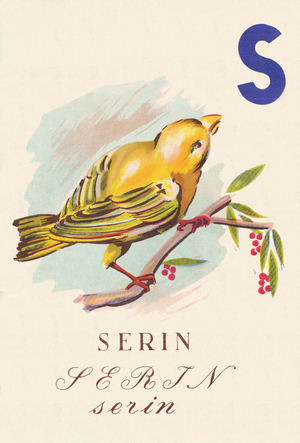 ABC The Canary Birds, 1945 (illustration)