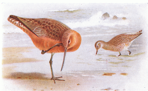 Bar Tailed Godwit, from Birds of the British Isles and Their Eggs published by Frederick Warne & Co Ltd, 1958 (colour litho)