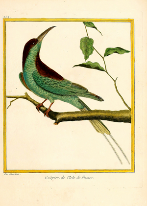 Bee-eater from Isle of France (print)