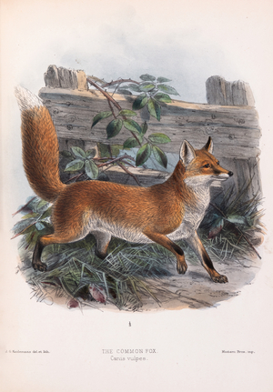 Common fox,1890 (Plate)