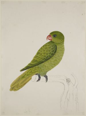 Blue-Backed Parrot