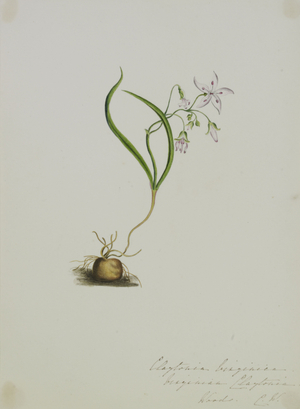 An Album of 40 Botanical Watercolours by C.W (fl.1849-63), 19th century (watercolour)