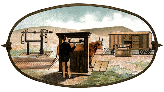 weighing of the bullocks in a farm, early 20th century (print)