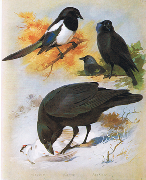 Magpie, Raven and Jackdaw, pub. by Book Club Associates, 1972 (colour litho)