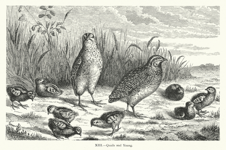Quails and Young (engraving)