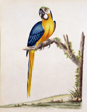 Blue and Yellow Macaw, 1794 (engraving)