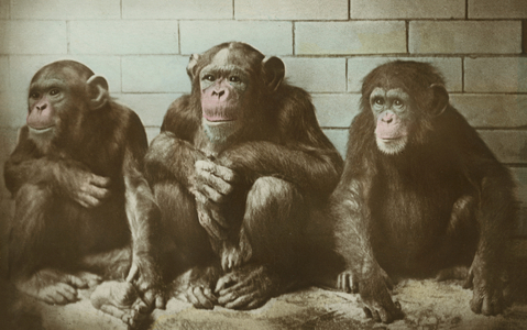 Three chimpanzees (coloured photo)