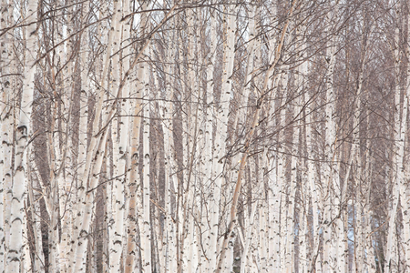 A glade of white birch trees in Daisetsuzan National Park. Hokkaido, Japan, 2007 (photo)