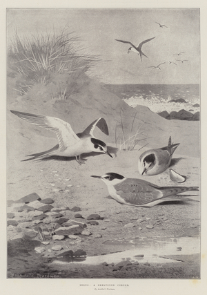 Terns, a Sheltered Corner (litho)