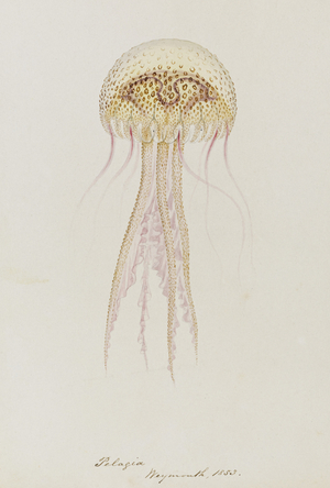 Pelagia, Weymouth, 1853: Pelagia Noctiluca: Jellyfish (pencil & watercolour on paper)