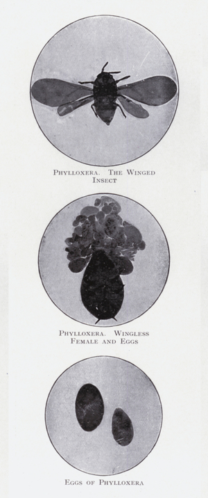 Phylloxera (b/w photo)