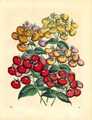 Various Types of Calceolaria Flowers (hand-coloured litho)