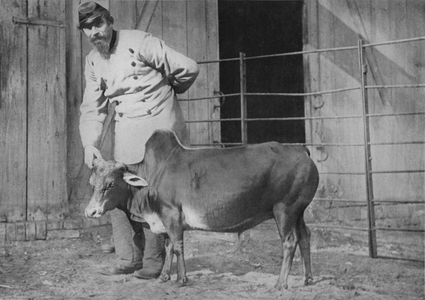 A dwarf zebu steer (b/w photo)
