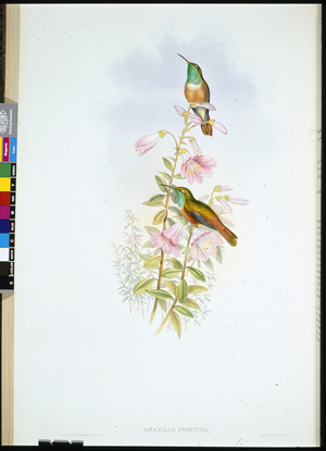 Amazili (Amazilia Pristina) (hand-coloured litho)