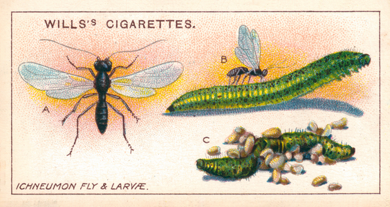 Garden Life: Ichneumon Fly and Larvae (chromolitho)