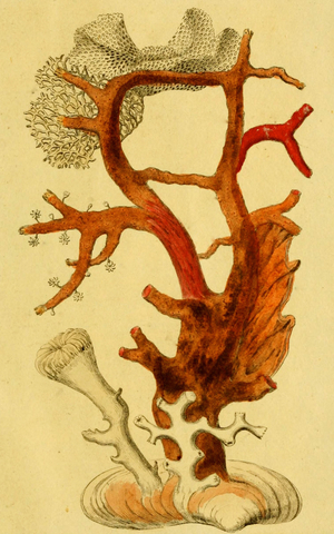 Coral, Anthozoa