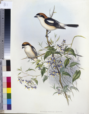 Woodchat Shrike (Enneoctonus Rufus) (hand-coloured litho)