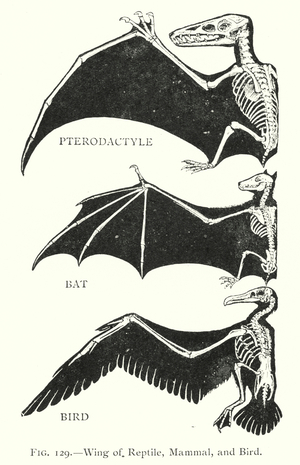 Wing of reptile, mammal, and bird (litho)