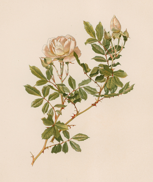 English Rose (colour litho)