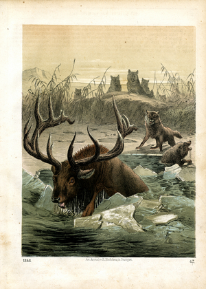 Red deer and wolves at a frozen water body (hand-coloured engraving)