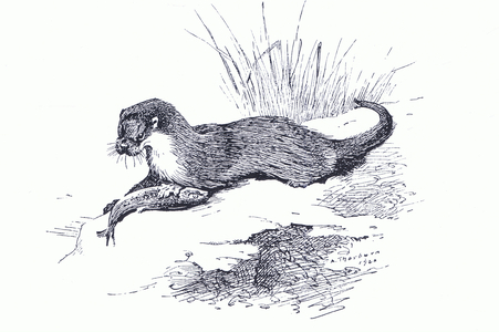 Otter with fish, from Thorburn's Mammals published by Longmans and Co, c. 1920 (litho)