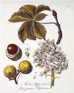 Aesculus Hippocastanum, from 'A Comprehensive Work on All Species of Wood' by Johann Daniel von Reitter, published 1803-05 (coloured engraving)