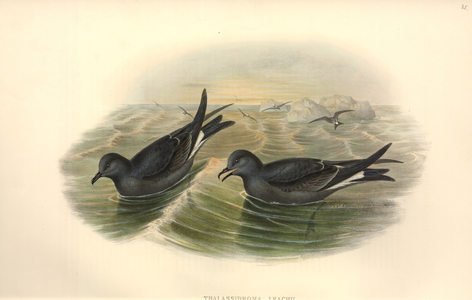Oceanodroma leucorhoa