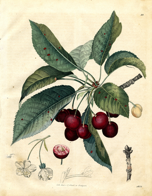 Sweet Cherry with Blossoms and Fruits (hand-coloured litho)