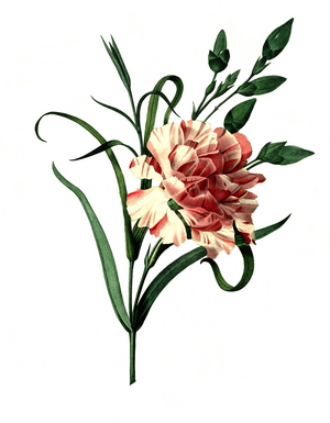Clove pink (Dianthus caryophyllus) or noble carnation, garden carnation