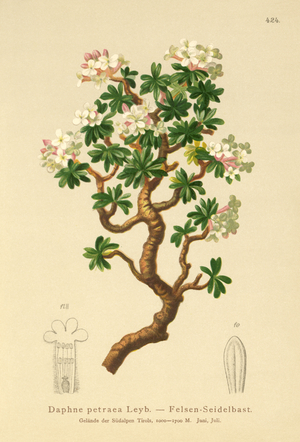 Rock Daphne (Daphne petraea, Daphne rupestris) (colour litho)