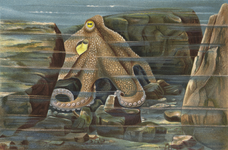 Krake, in Seinem Steinneste Lauernd (chromolitho)