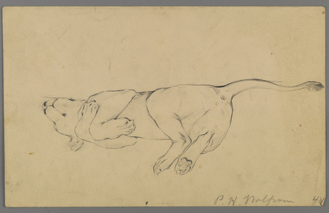 Sleeping lioness (graphite on paper)
