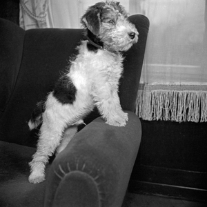 A little puppy at the couch, Germany 1930s (b/w photo)