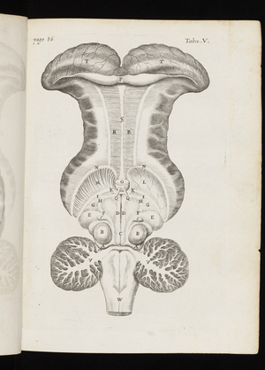 De anima brutorum, 1672 (print)