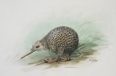 Little Spotted Kiwi, 1913-14 (w/c on paper)